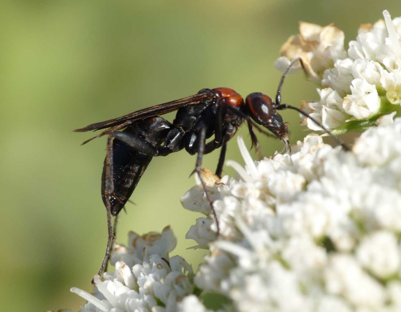 Pompilidae dalla testa rossa.